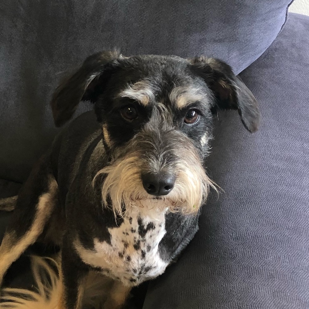 Meet your Posher, Darbie